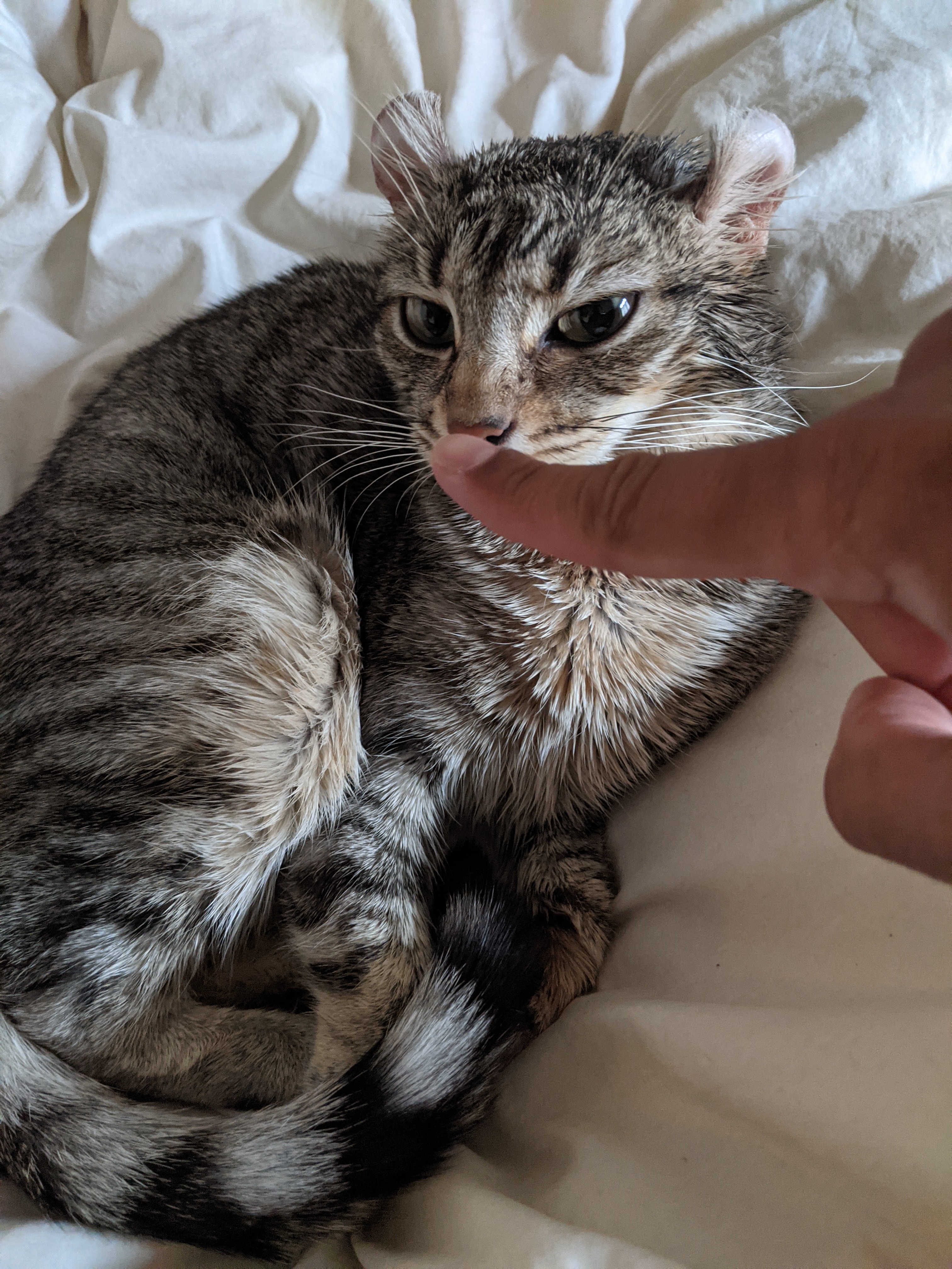 Gray cat being poked in the nose