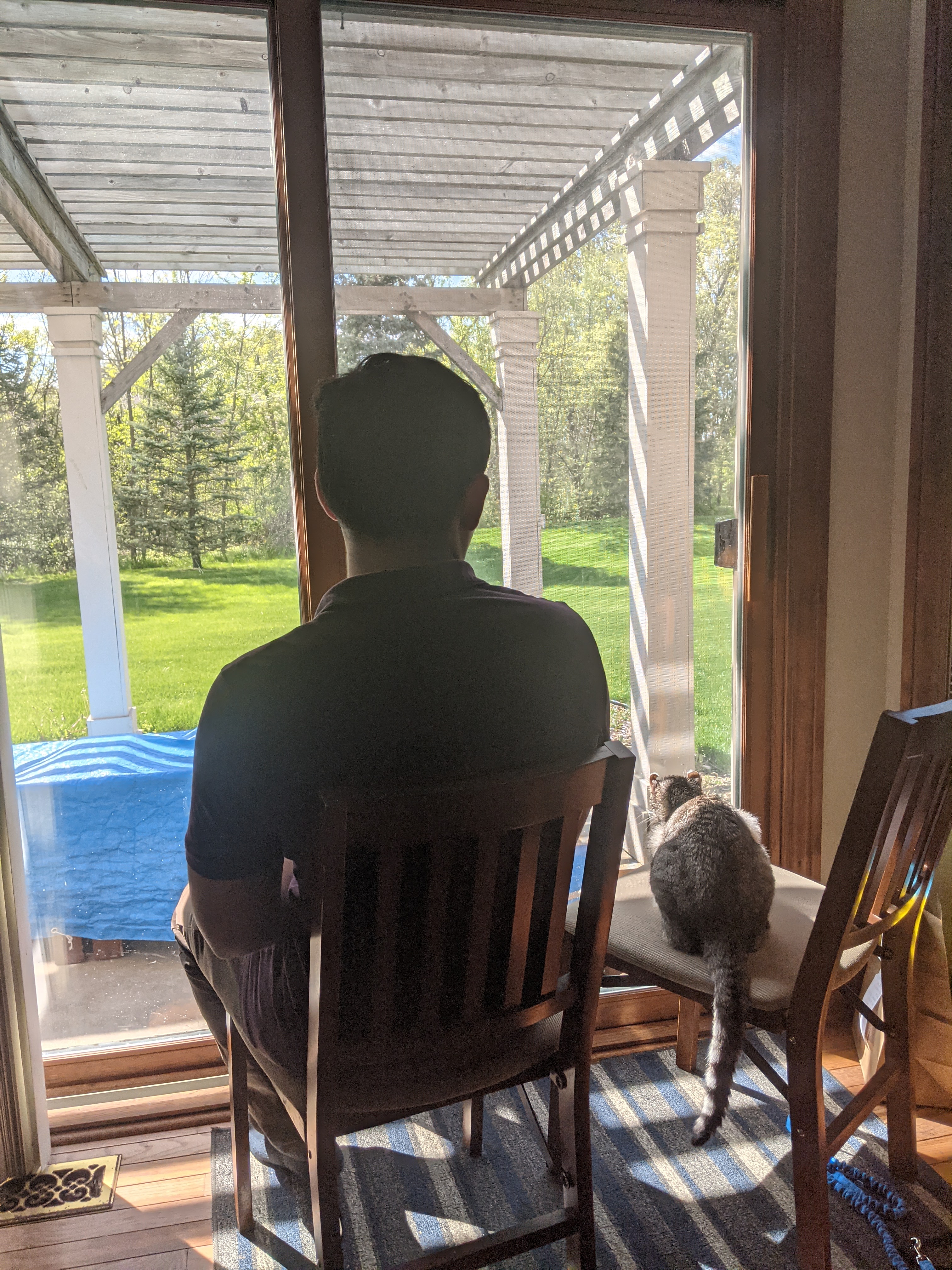 Gray cat sitting on chair