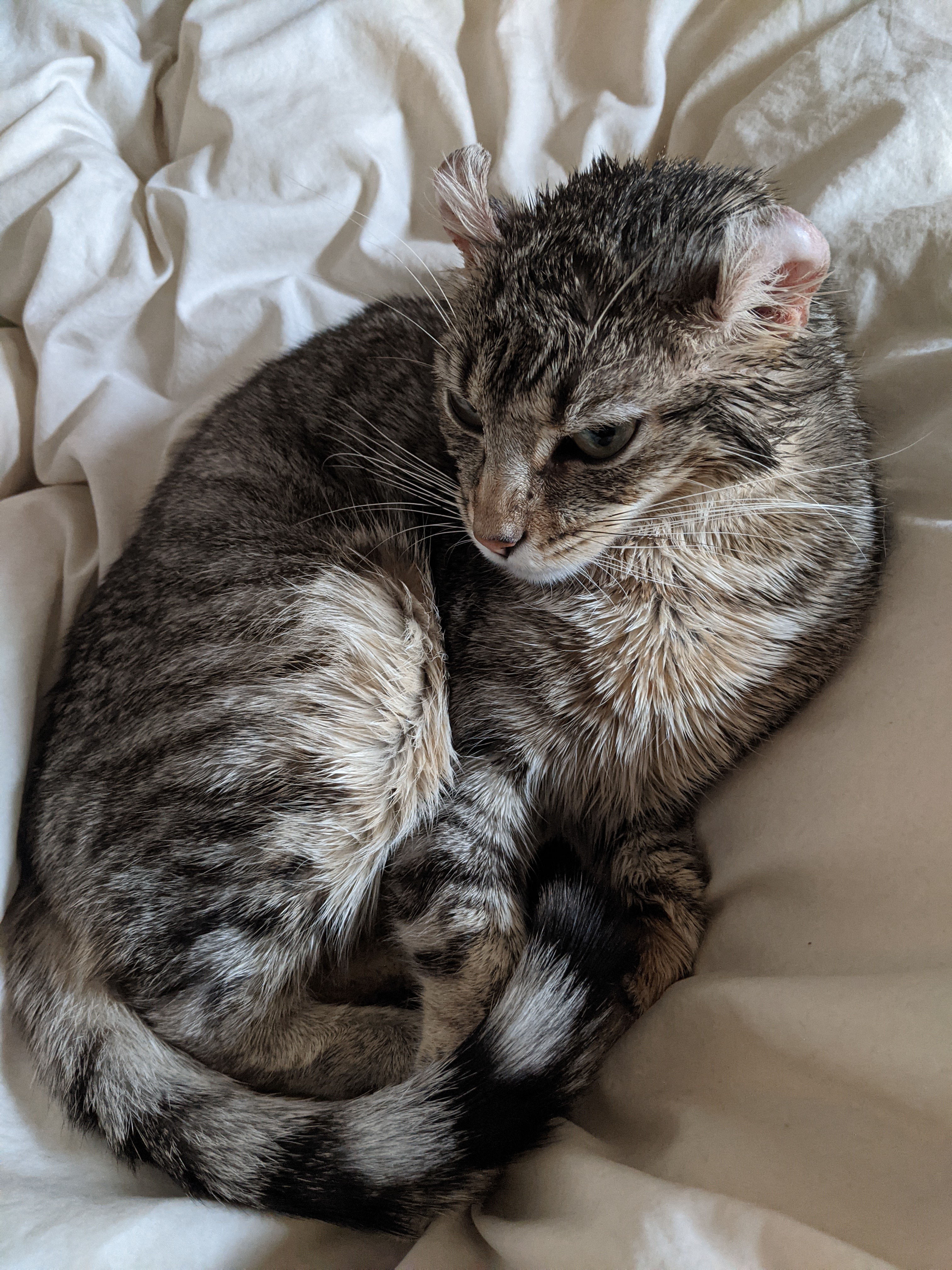 Gray cat curled up on blanket