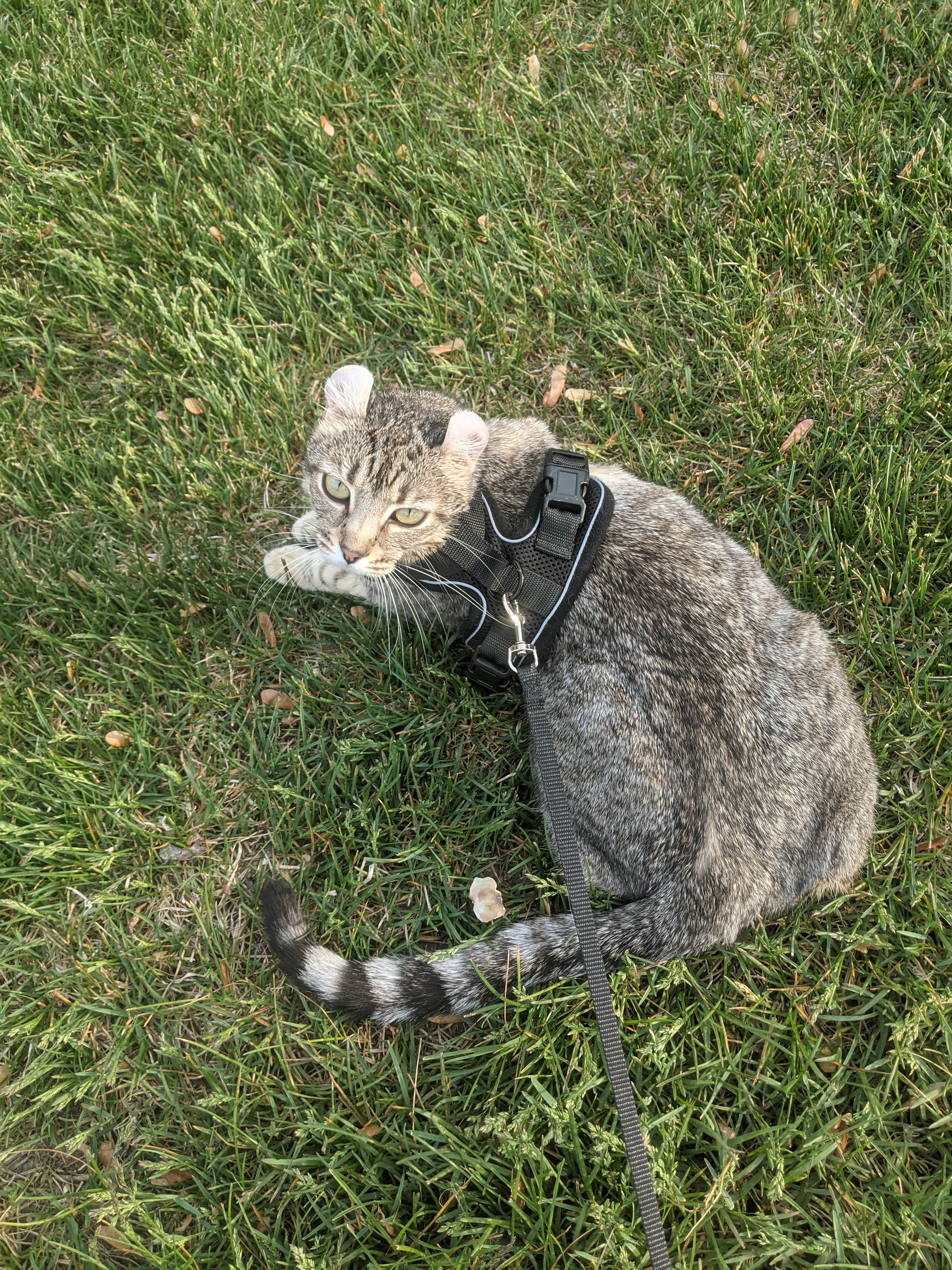Gray cat on leash walking outside