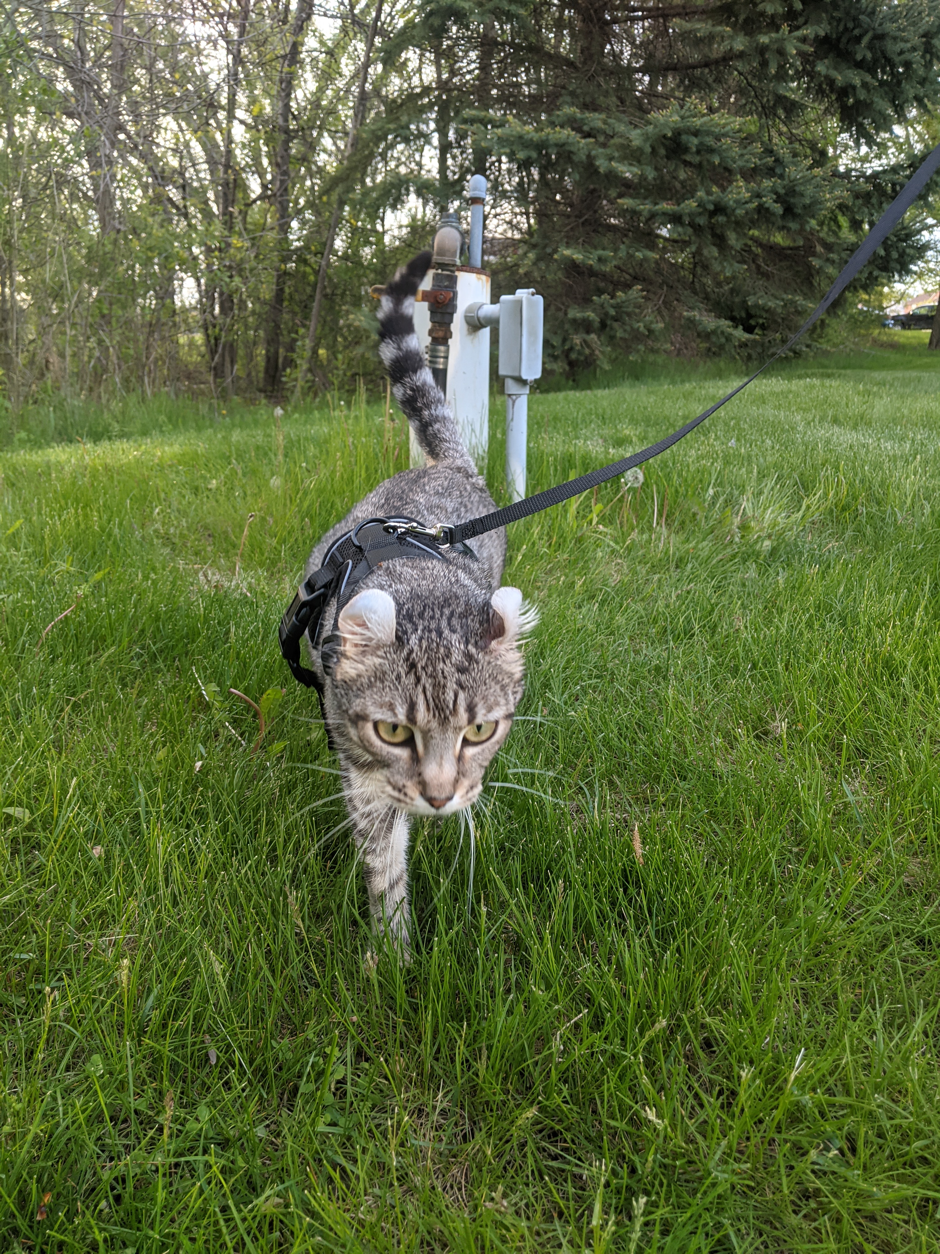 Gray cat on leash walking on a grassy hill