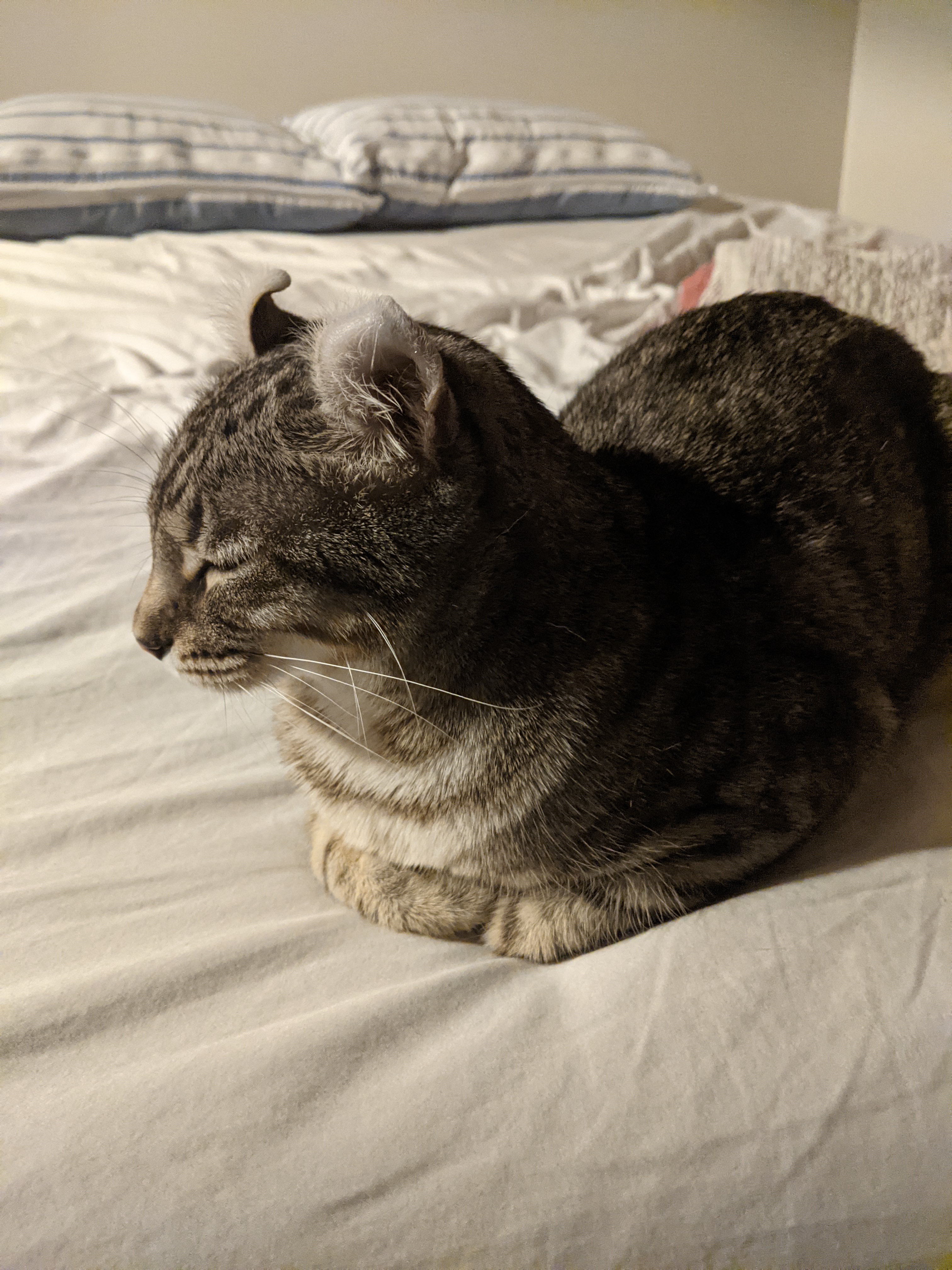 Gray cat sleeping on a mattress