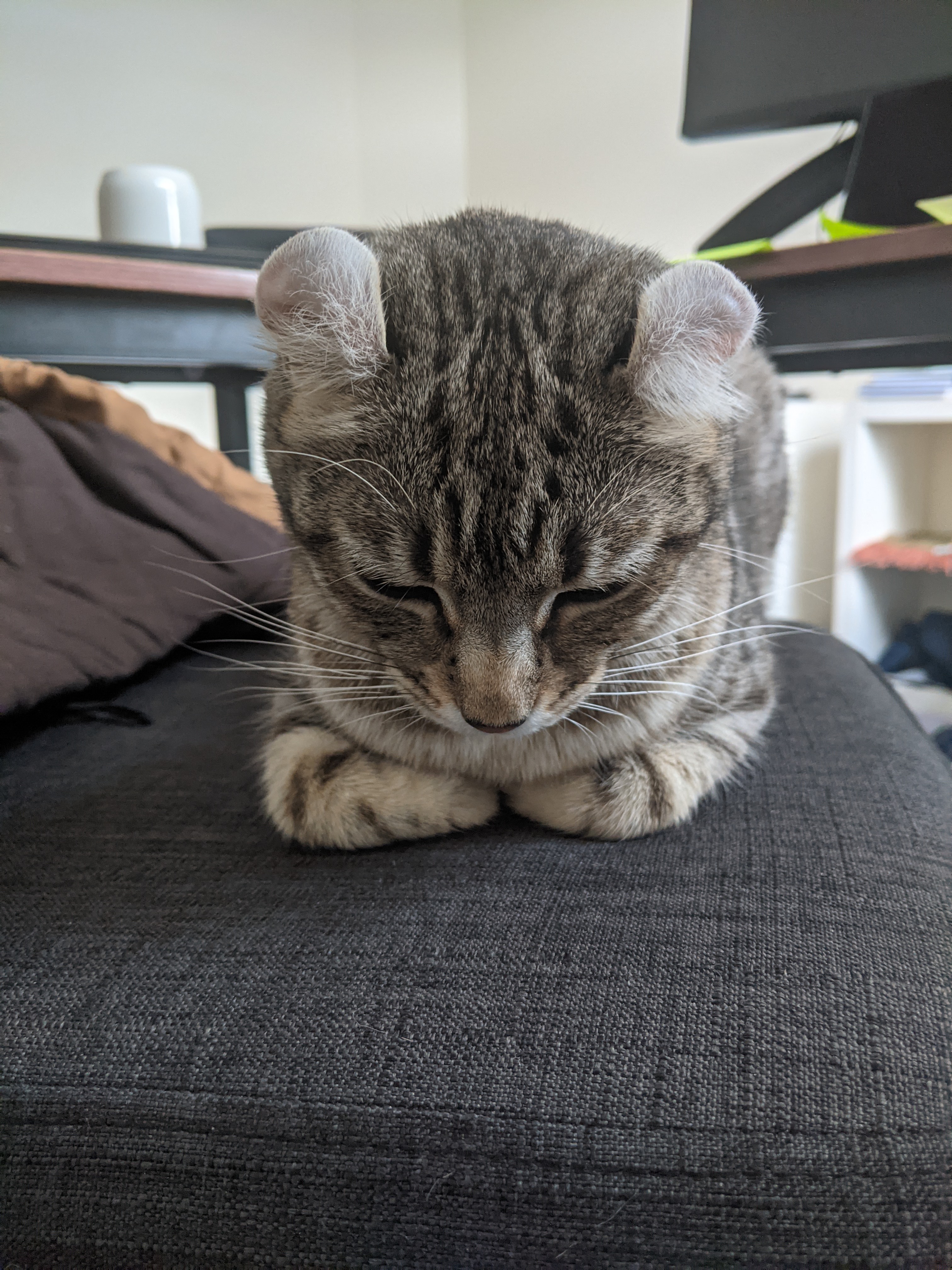 Gray cat sleeping on barstool