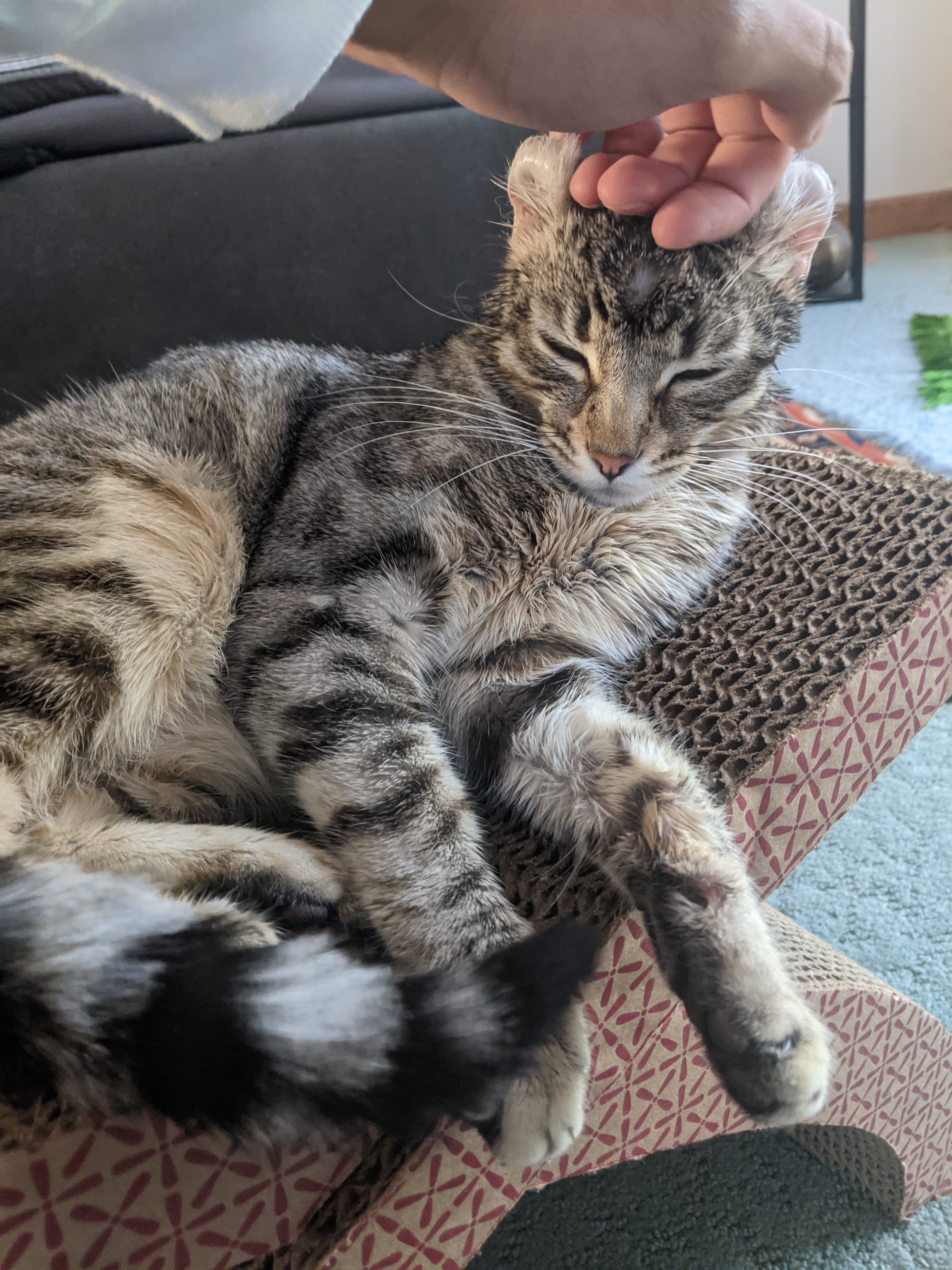 Gray cat being pet on head gently