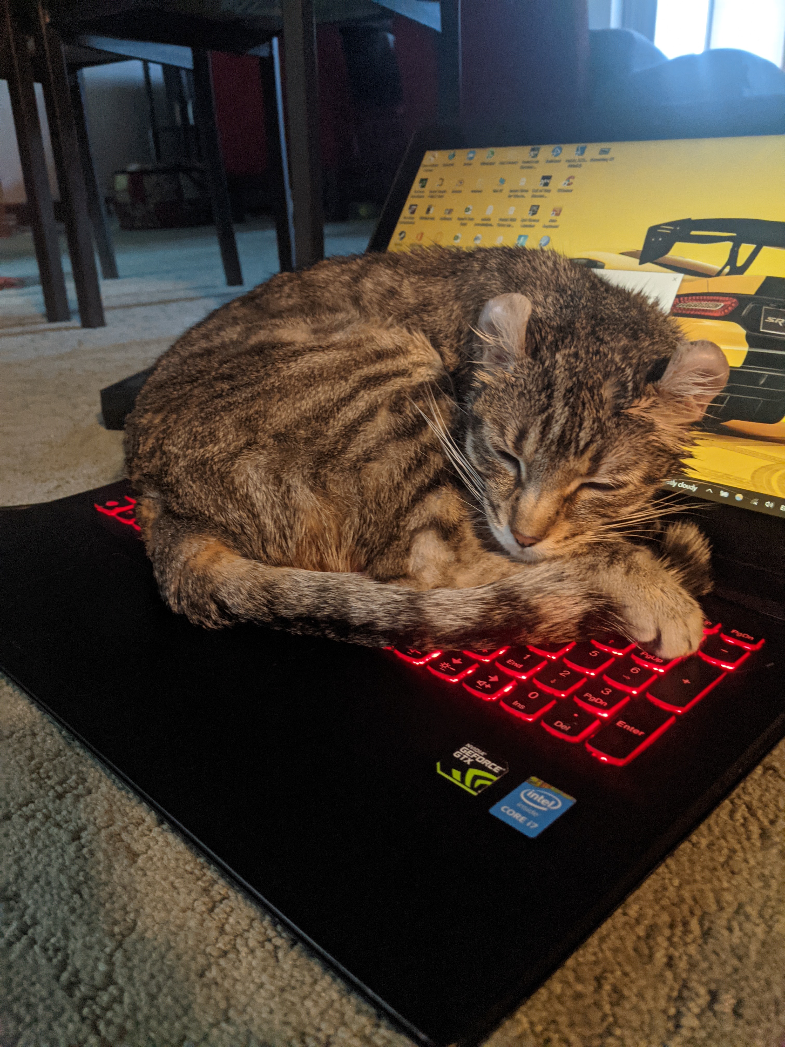 Gray cat sleeping on laptop