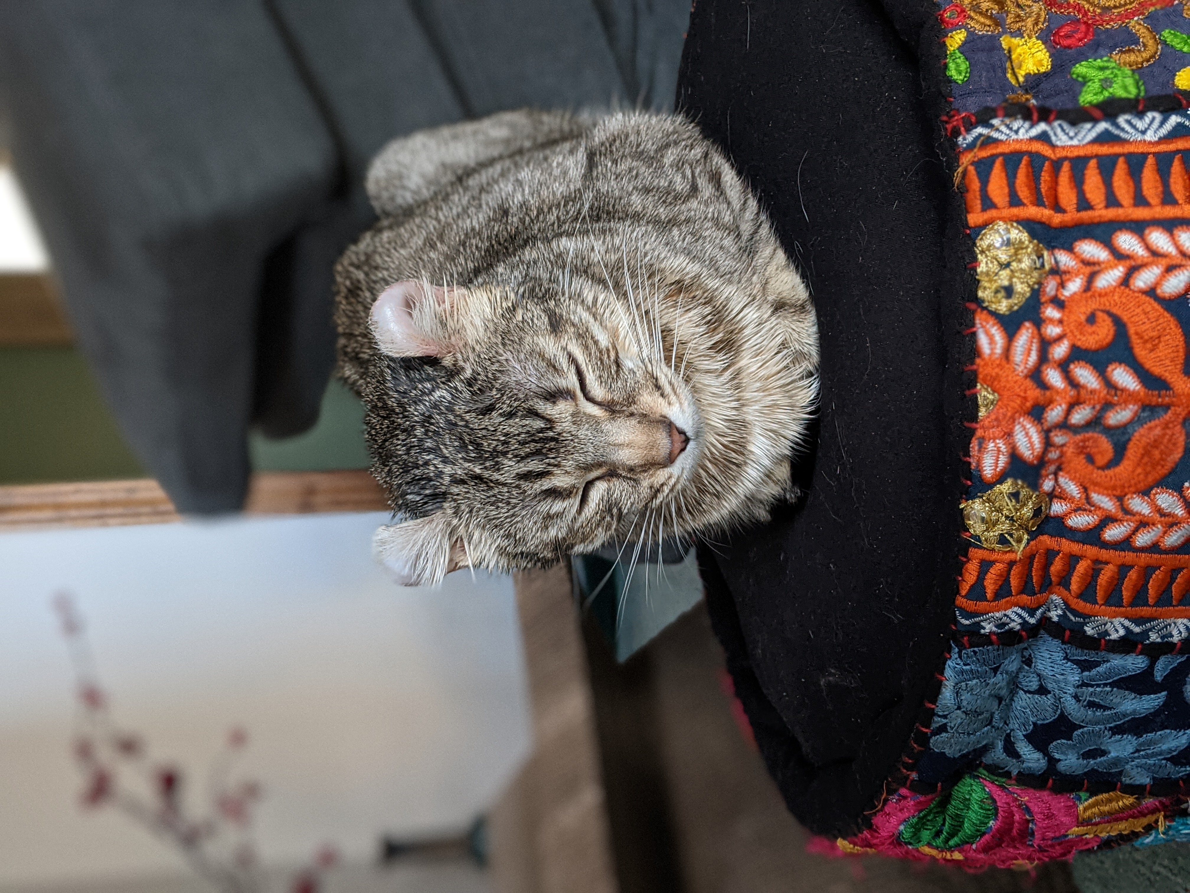 Gray cat sleeping on top of an ottoman