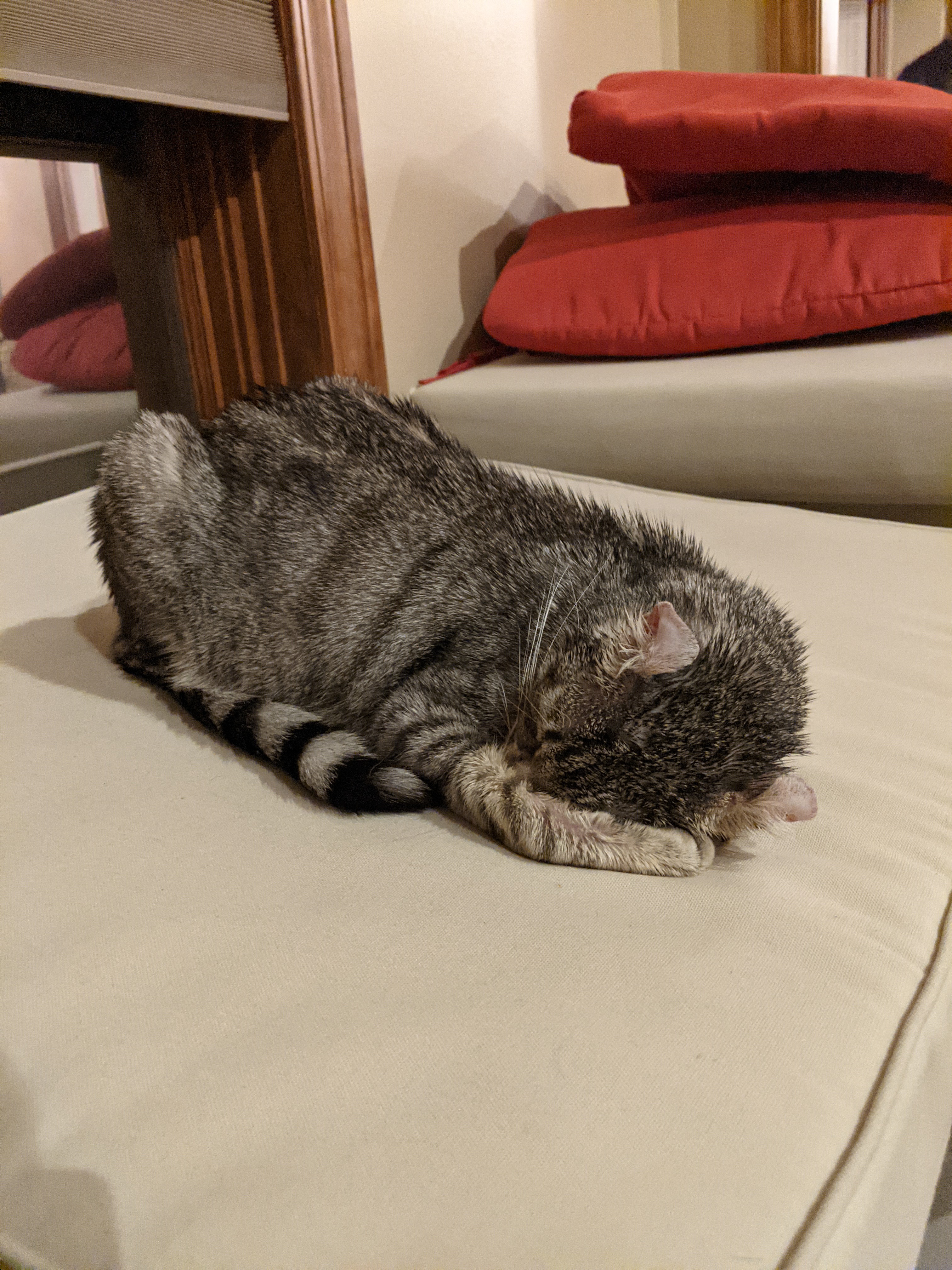 Gray cat sleeping with face buried into a pillow