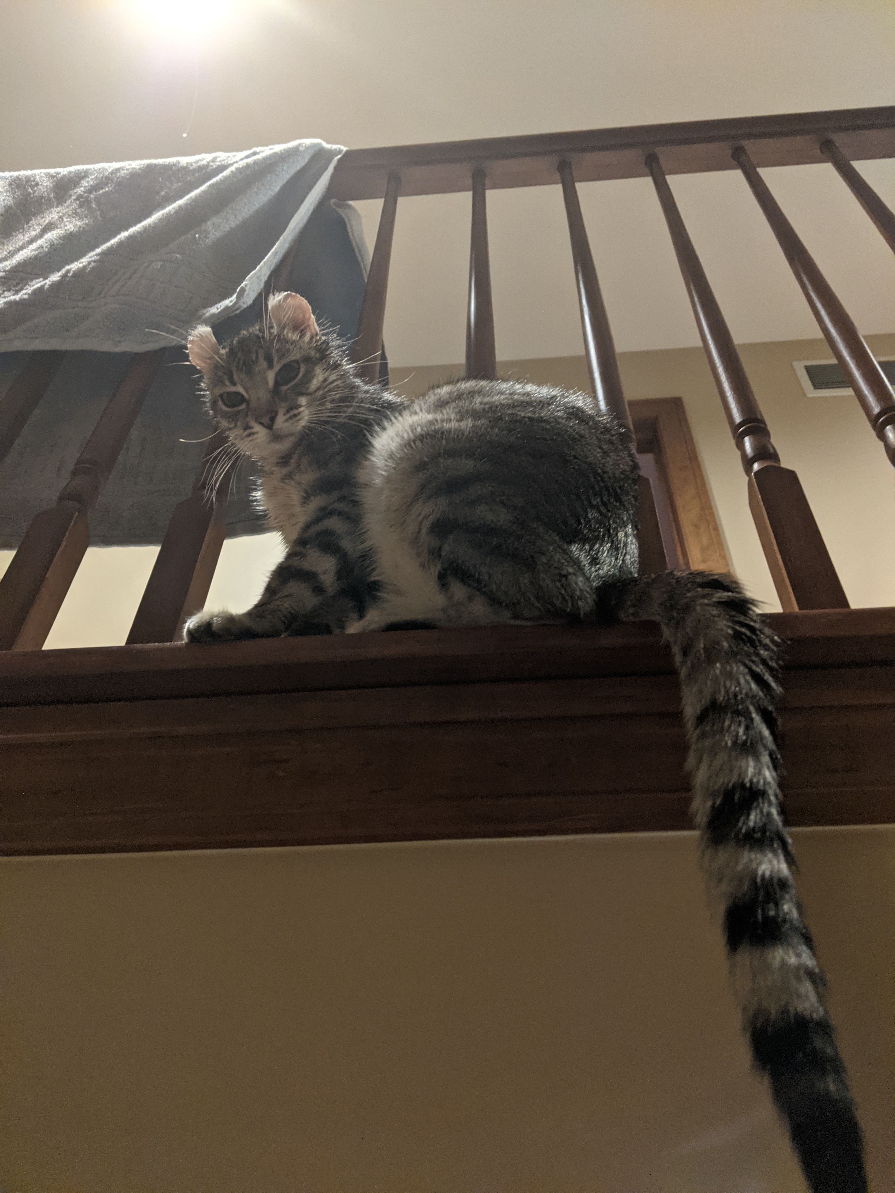 Gray cat looking down from balcony