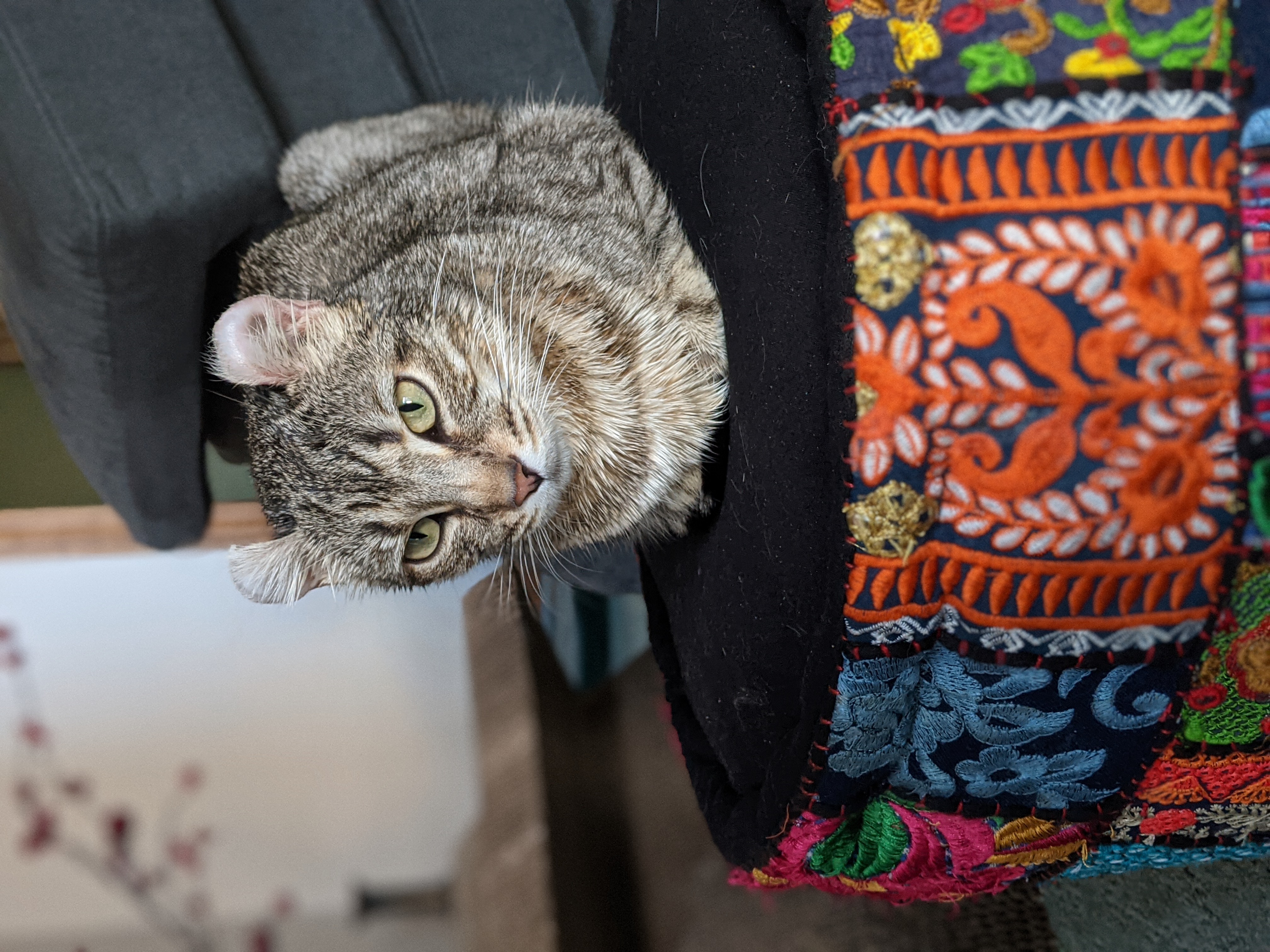 Gray cat sitting on an ottoman