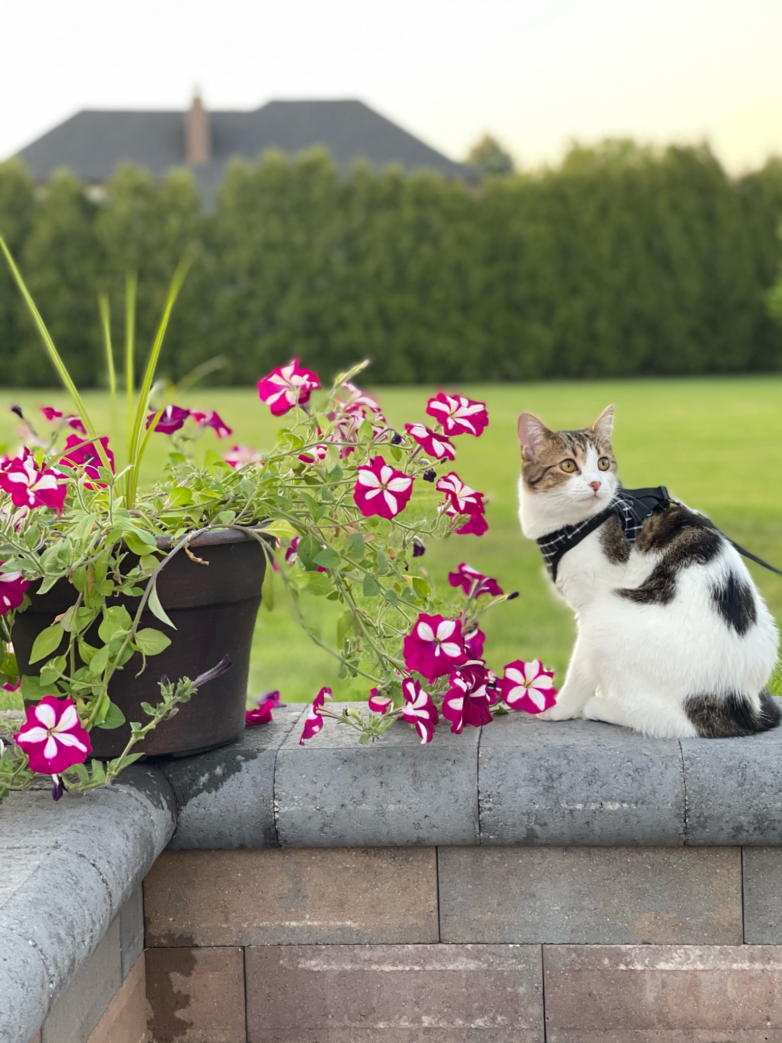 White cat sitting next to flowers