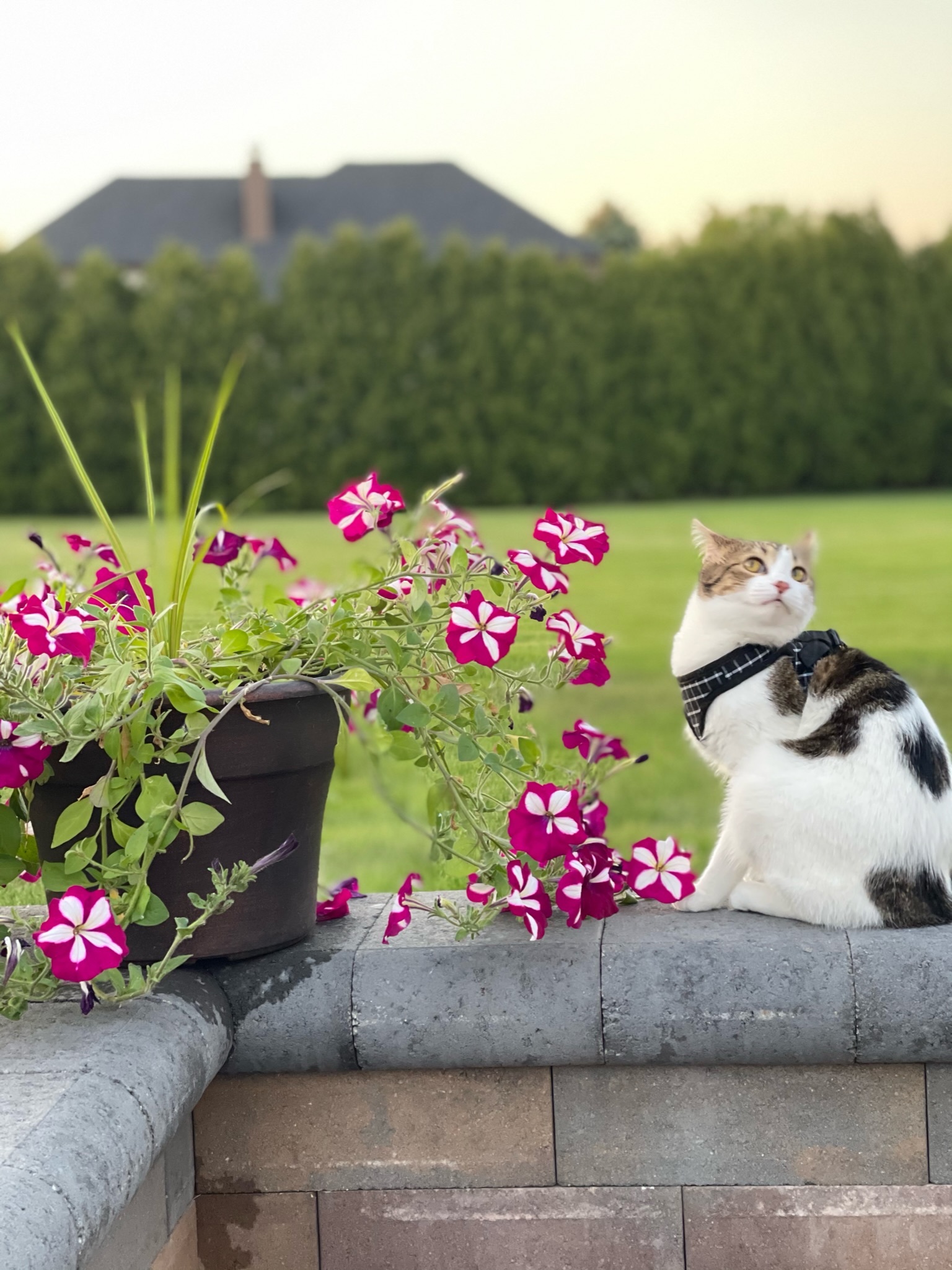 White cat sitting next to magenta flowers