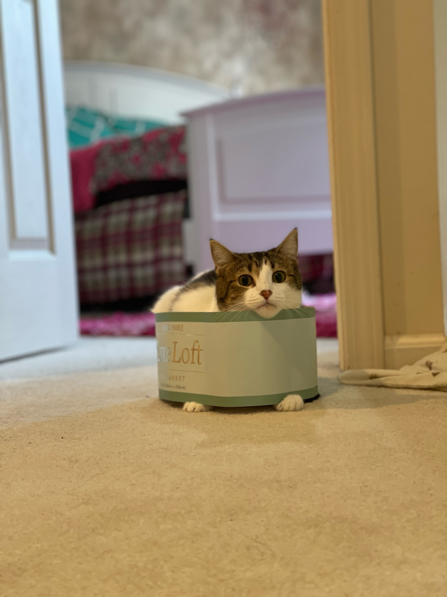 White cat stuck in a cardboard container