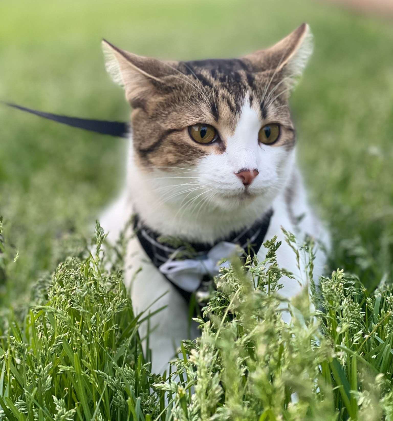 White cat on a leash in grass