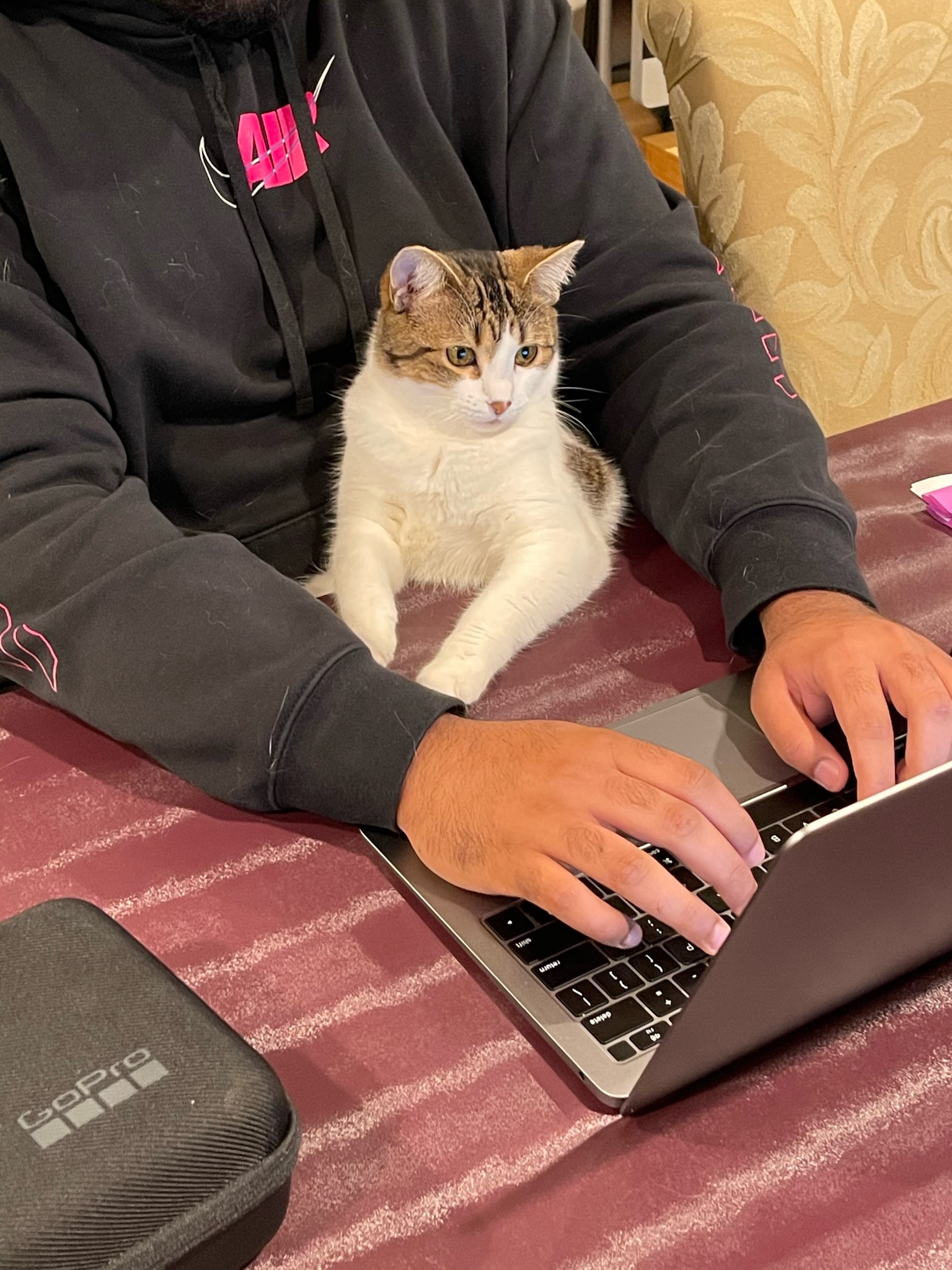 White cat in owner's lap on a laptop