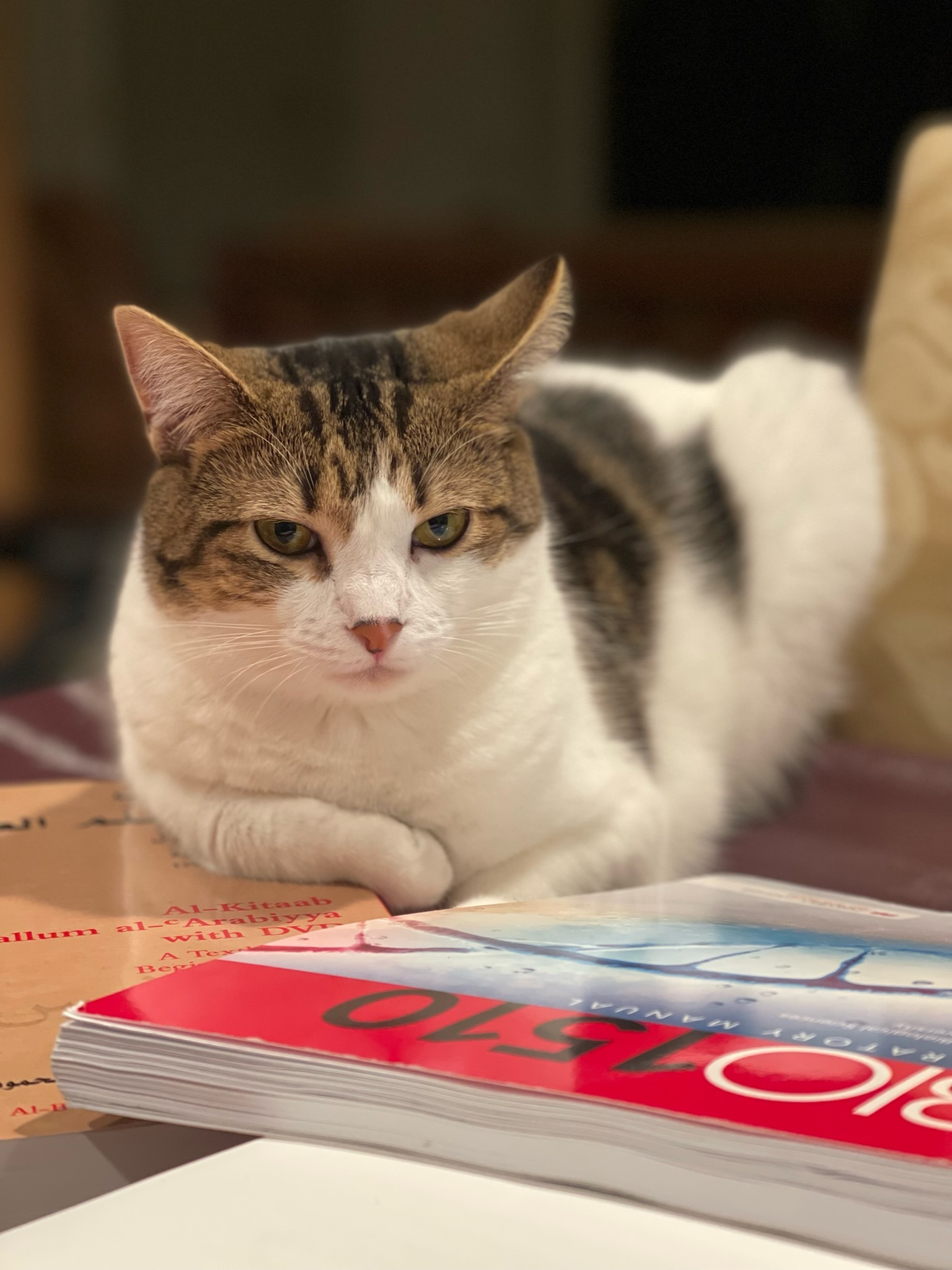 White cat staring intently at camera